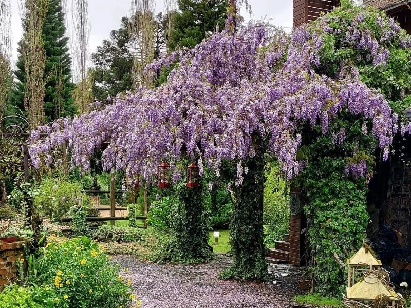 Visitação ao Jardim Secreto (3)